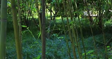 夏日竹林实景拍摄视频的预览图